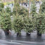Smrek balkánsky (Picea omorika) – výška 80-100 cm, kont. C12L